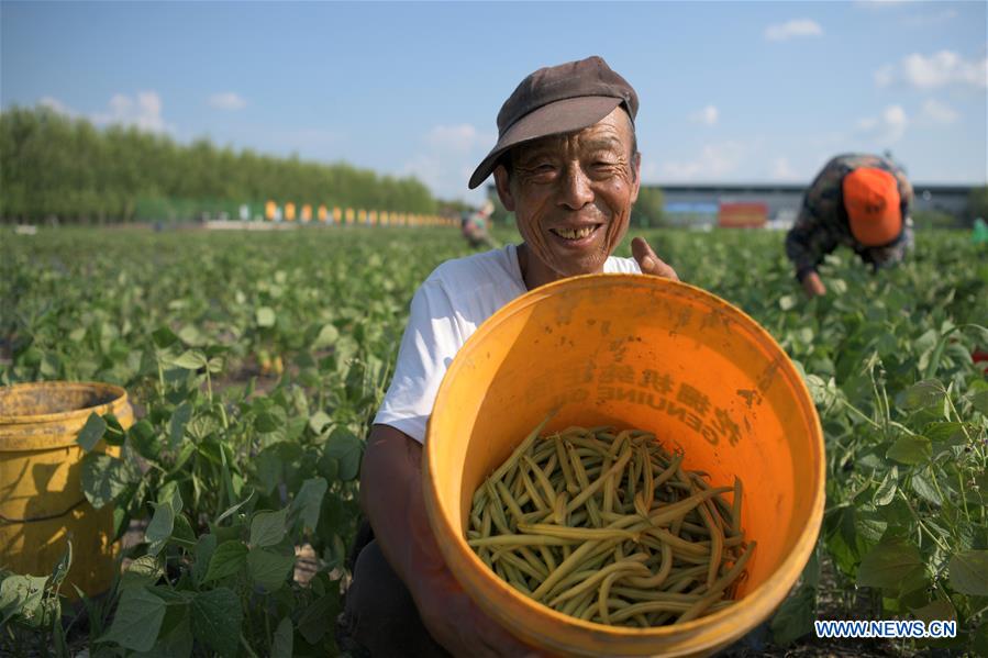 CHINA-HEILONGJIANG-KEDONG COUNTY-POVERTY ALLEVIATION (CN)