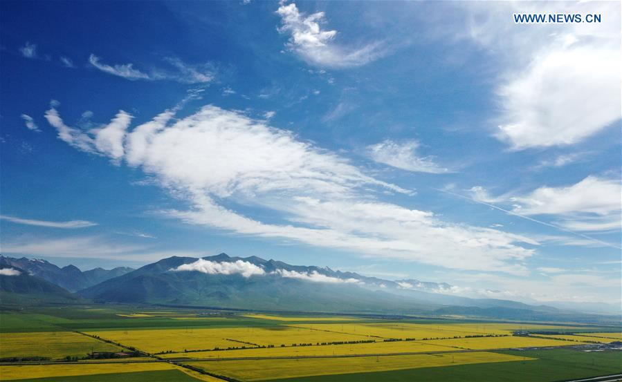 CHINA-QINGHAI-COLE FLOWER-VIEW (CN)