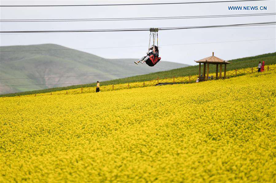 CHINA-QINGHAI-COLE FLOWER-VIEW (CN)