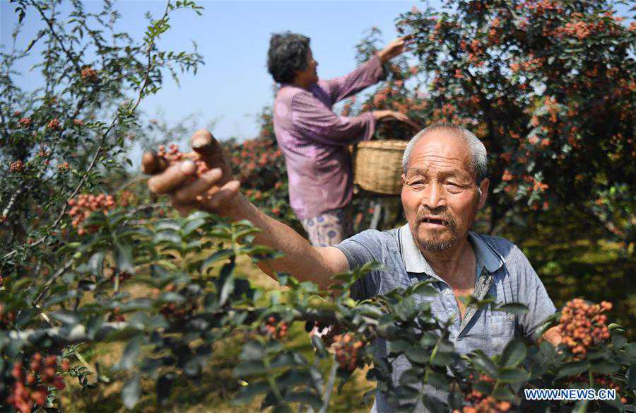 CHINA-SHAANXI-WEINAN-POVERTY ALLEVIATION-CHINESE PRICKLY ASH (CN)