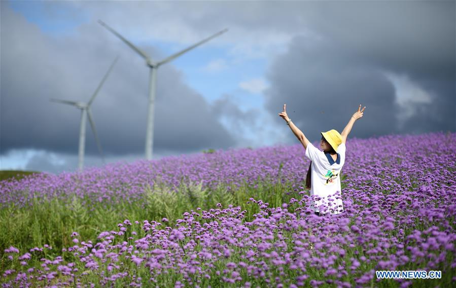 #CHINA-GUIZHOU-VERBENA-TOURISM (CN)