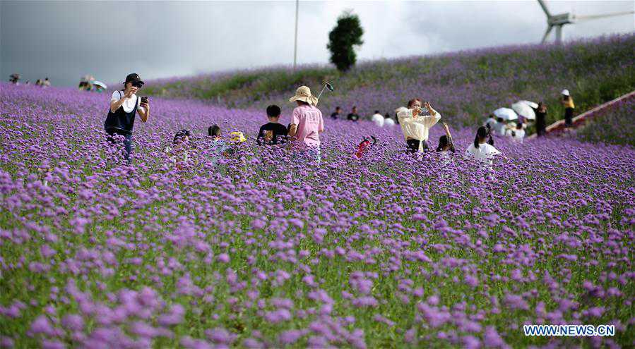 #CHINA-GUIZHOU-VERBENA-TOURISM (CN)