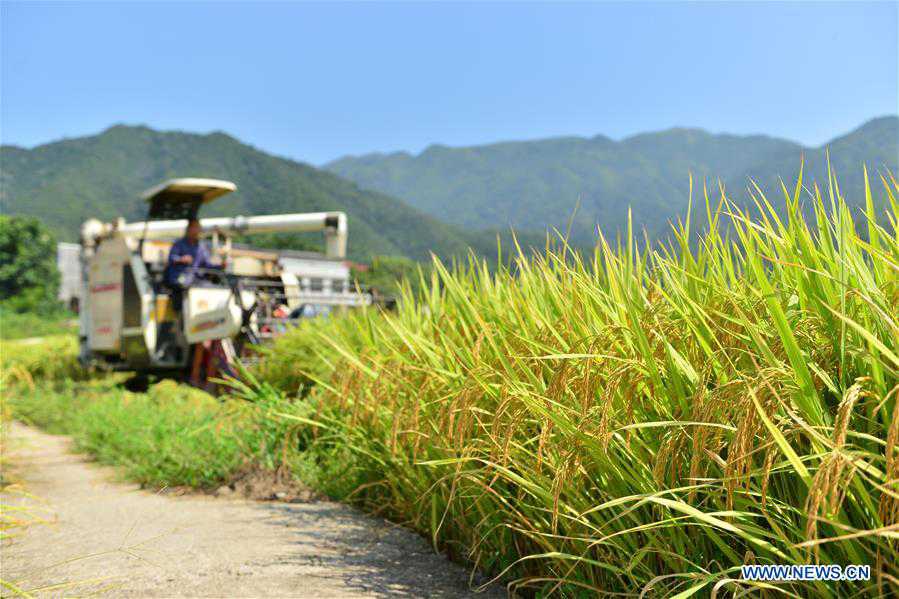 #CHINA-HUNAN-LOUDI-RICE HARVEST (CN)