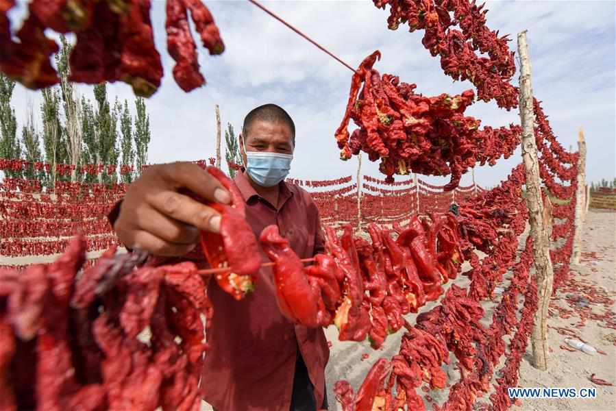 CHINA-XINJIANG-BOHU COUNTY-CHILI-HARVEST (CN) 