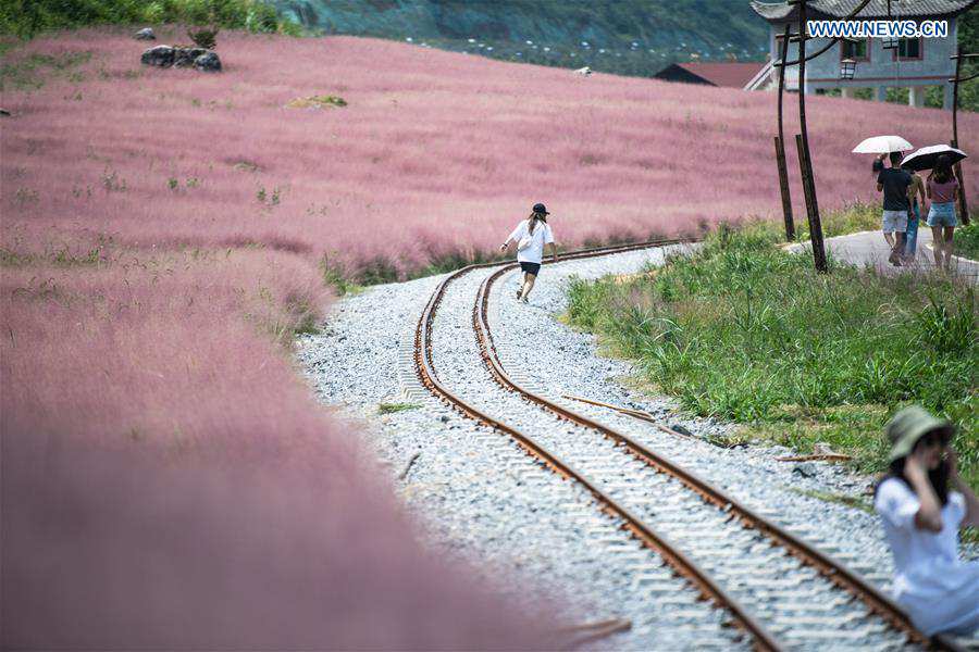 CHINA-GUIZHOU-PINK GRASS-TOURISM (CN)