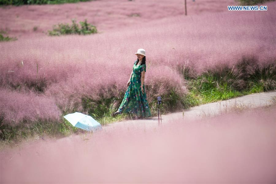 CHINA-GUIZHOU-PINK GRASS-TOURISM (CN)