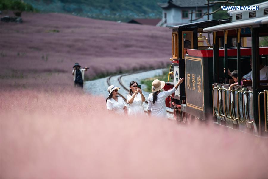 CHINA-GUIZHOU-PINK GRASS-TOURISM (CN)