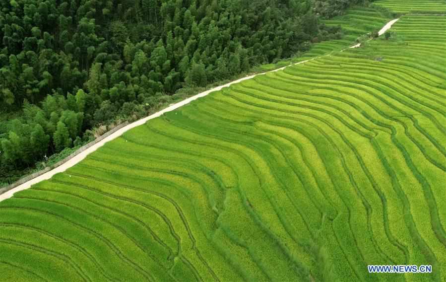 CHINA-JIANGXI-TERRACED FIELDS-SCENERY (CN)