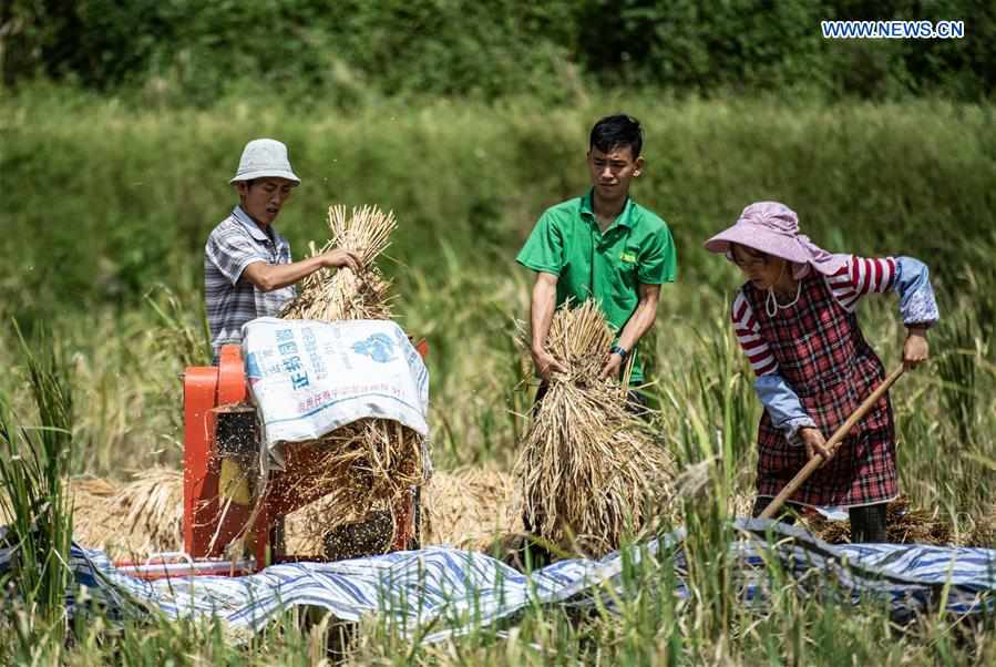 CHINA-GUIZHOU-LIUZHI-HARVEST (CN)