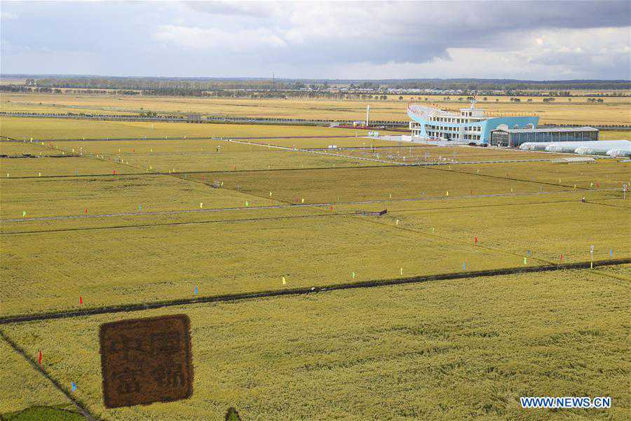 CHINA-HEILONGJIANG-FUJIN-PADDY FIELDS-HARVEST (CN)