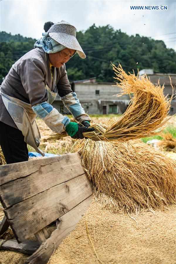 CHINA-GUIZHOU-LIUZHI-HARVEST (CN)