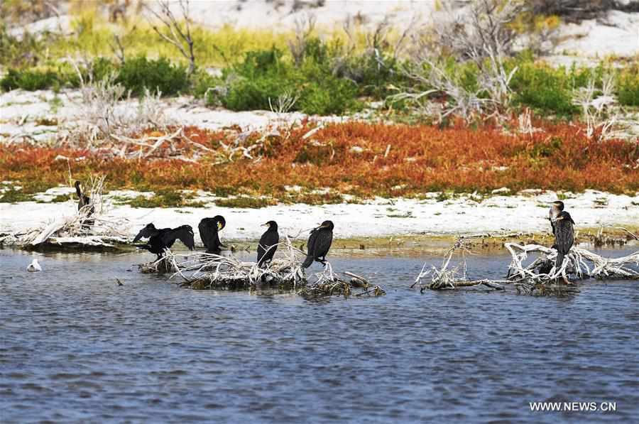 CHINA-XINJIANG-FUHAI-WETLAND-BIRDS (CN)