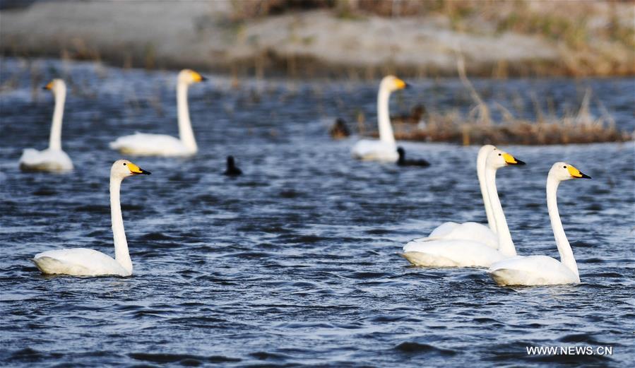 CHINA-XINJIANG-FUHAI-WETLAND-BIRDS (CN)