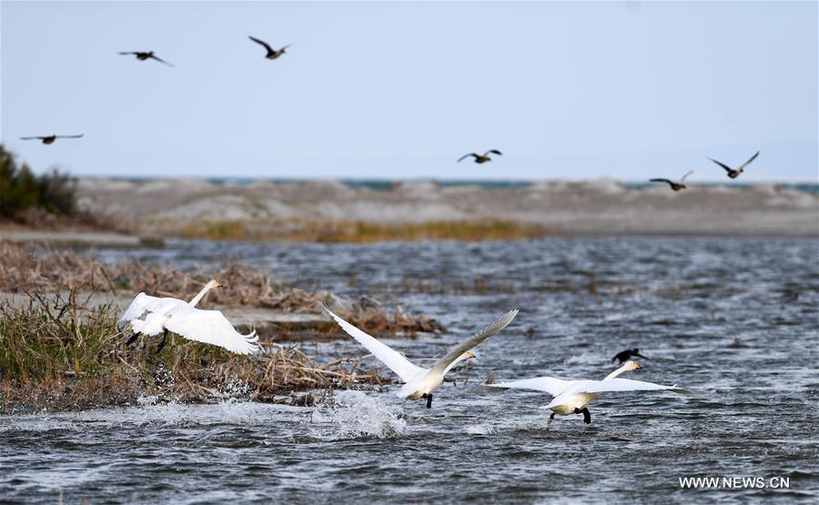 CHINA-XINJIANG-FUHAI-WETLAND-BIRDS (CN)