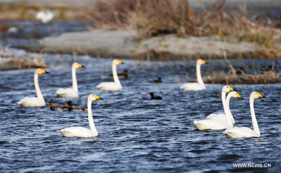 CHINA-XINJIANG-FUHAI-WETLAND-BIRDS (CN)