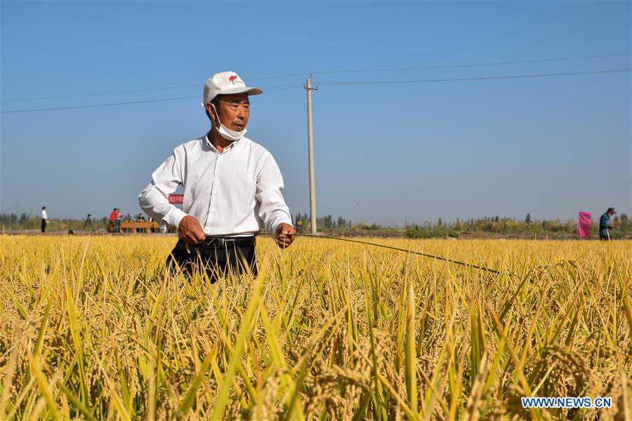 CHINA-XINJIANG-SALINE SOIL RICE-YIELD MONITORING (CN)