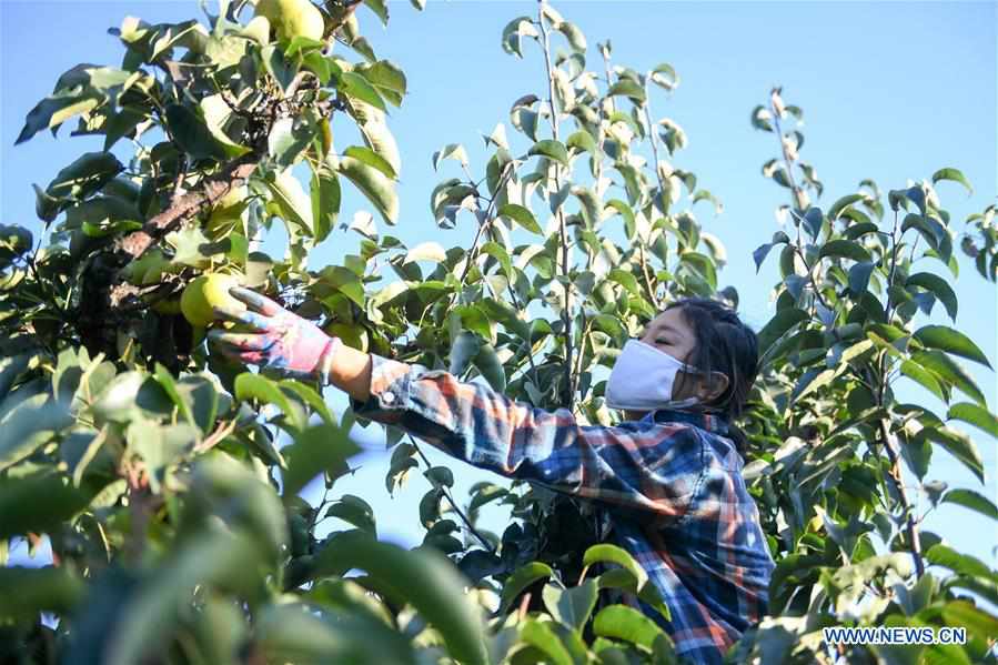 CHINA-JILIN-YANBIAN-APPLE PEAR-HARVEST (CN)