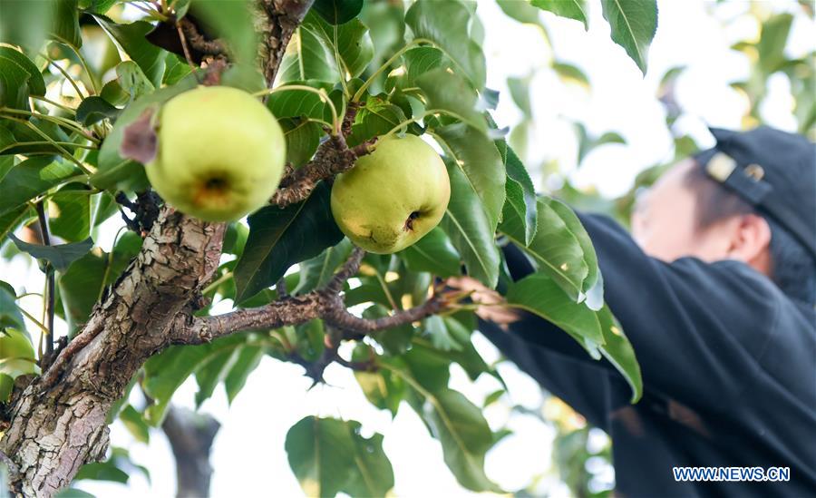 CHINA-JILIN-YANBIAN-APPLE PEAR-HARVEST (CN)