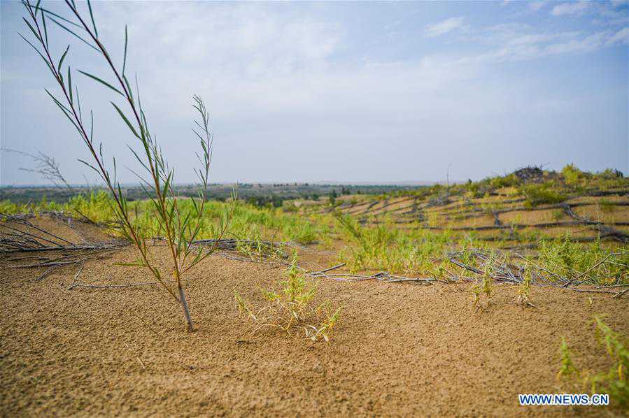 CHINA-INNER MONGOLIA-KUBUQI DESERT-AFFORESTATION (CN)