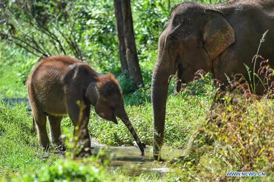 CHINA-YUNNAN-BIODIVERSITY (CN)