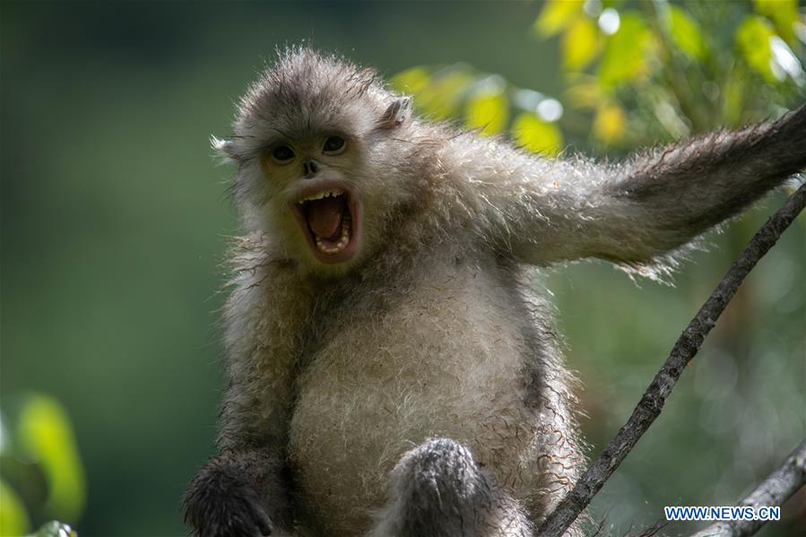 CHINA-YUNNAN-BIODIVERSITY (CN)