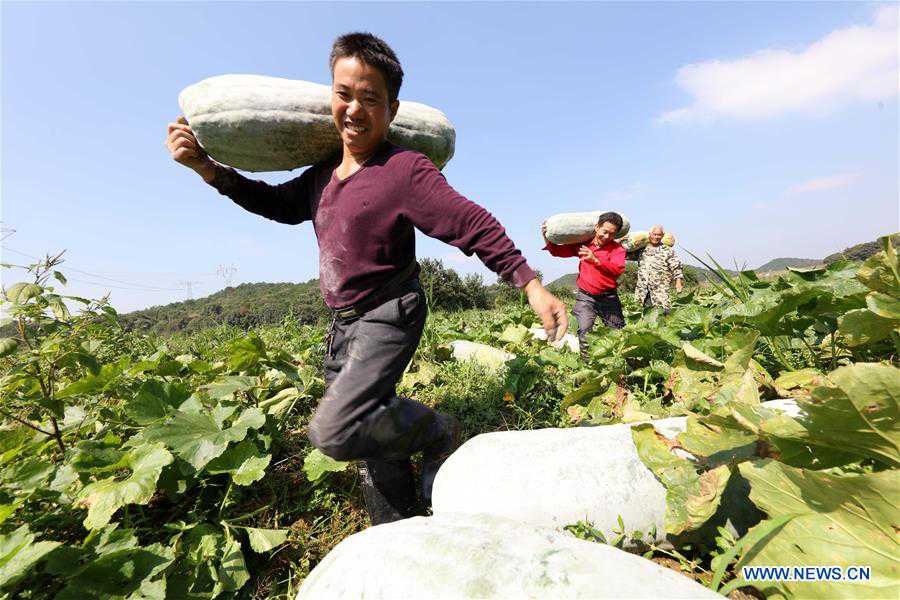 #CHINA-AUTUMN-HARVEST (CN)