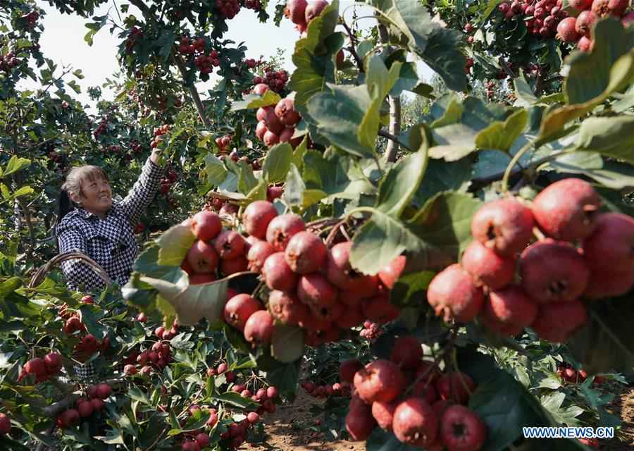 CHINA-HEBEI-FRUIT-HARVEST(CN)