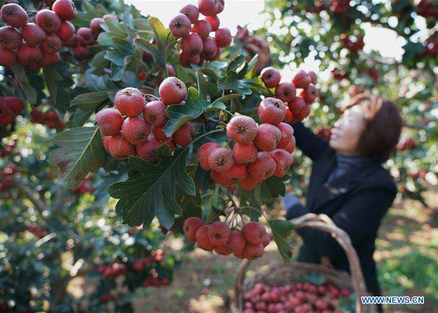 CHINA-HEBEI-FRUIT-HARVEST(CN)