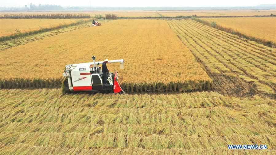 CHINA-HEBEI-AGRICULTURE-HARVEST (CN)