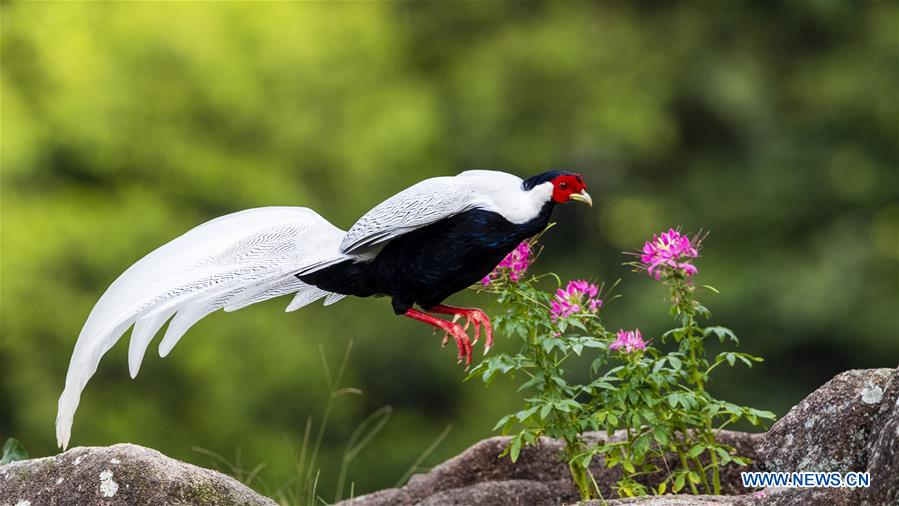 CHINA-FUJIAN-NANJING-EXIANDONG-SILVER PHEASANT (CN)