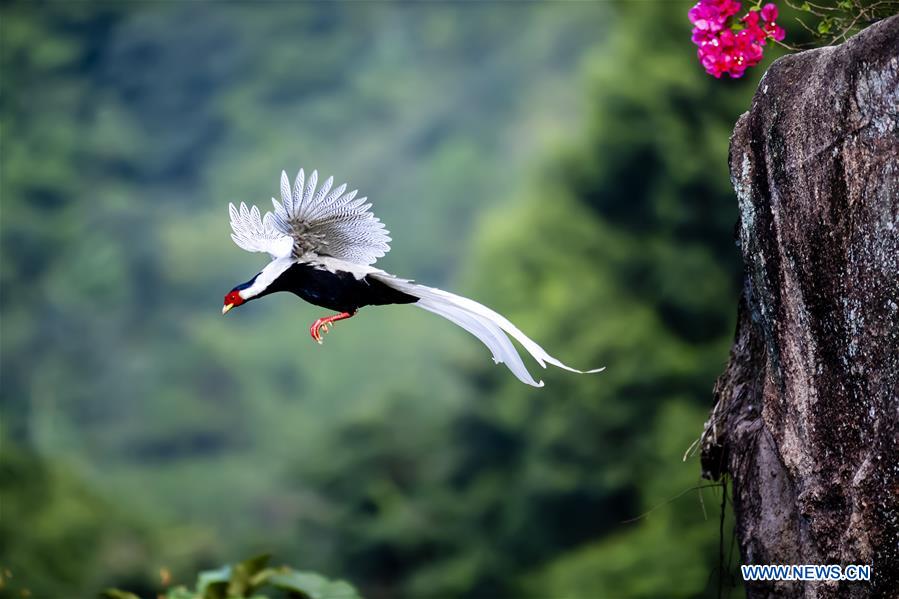 CHINA-FUJIAN-NANJING-EXIANDONG-SILVER PHEASANT (CN)