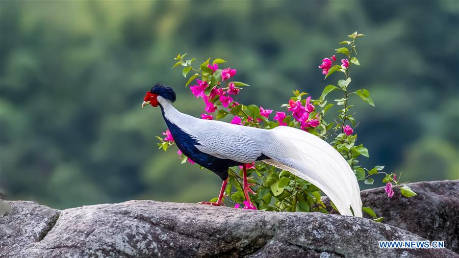 CHINA-FUJIAN-NANJING-EXIANDONG-SILVER PHEASANT (CN)