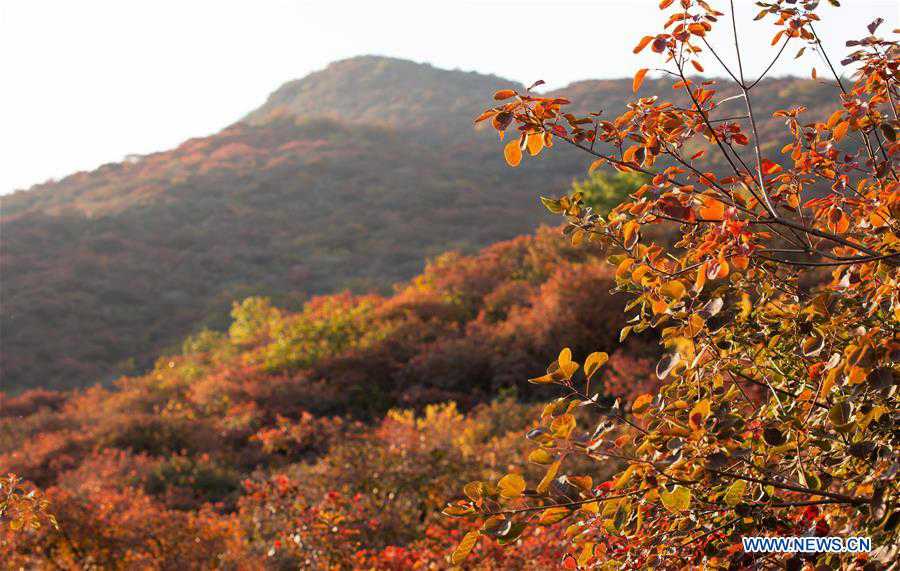 CHINA-BEIJING-POFENGLING SCENIC AREA-AUTUMN COLORS (CN)