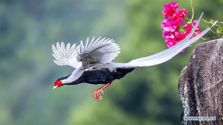 CHINA-FUJIAN-NANJING-EXIANDONG-SILVER PHEASANT (CN)