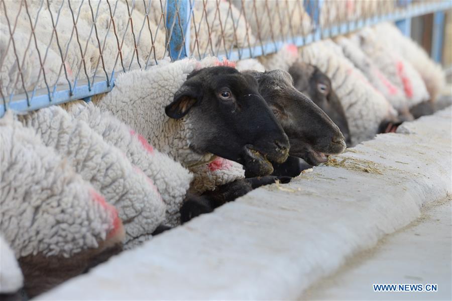 CHINA-XINJIANG-MANAS-SHEEP BREEDING (CN)