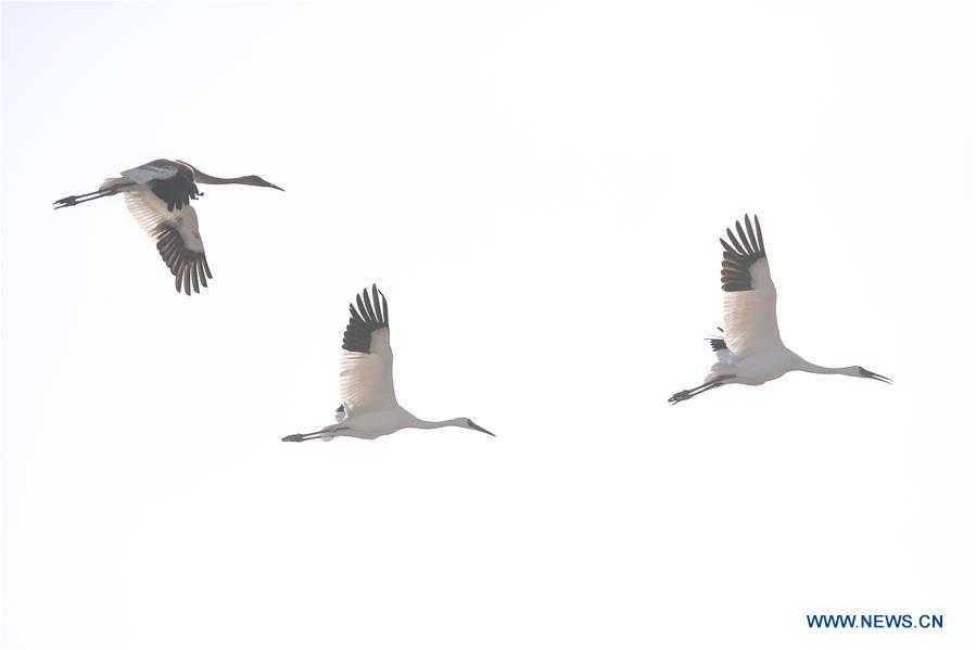 CHINA-JILIN-NATURE RESERVE-MIGRANT BIRDS (CN)