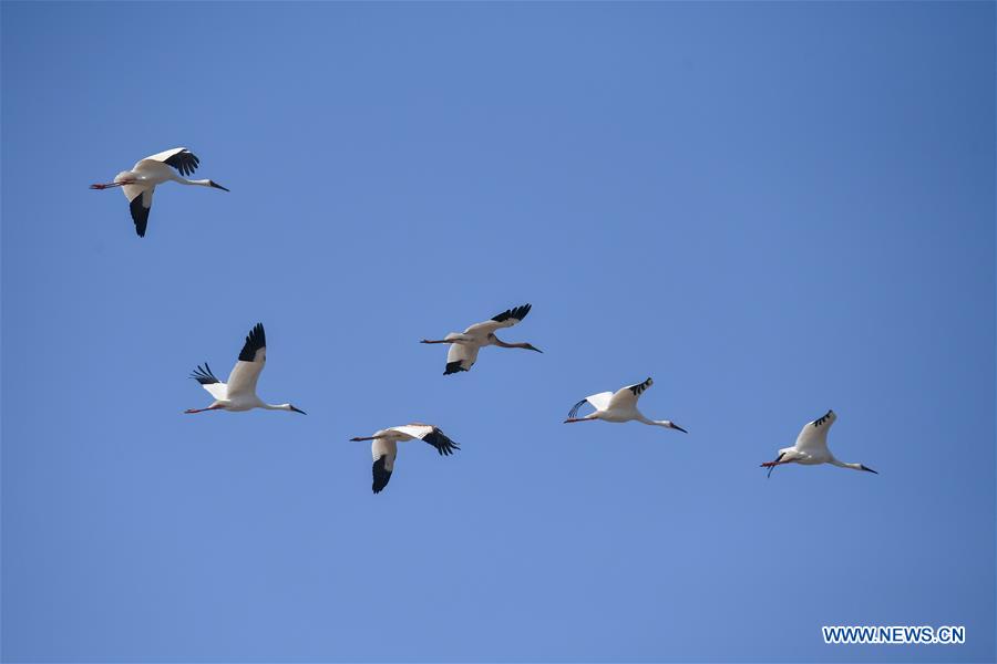 CHINA-JILIN-NATURE RESERVE-MIGRANT BIRDS (CN)