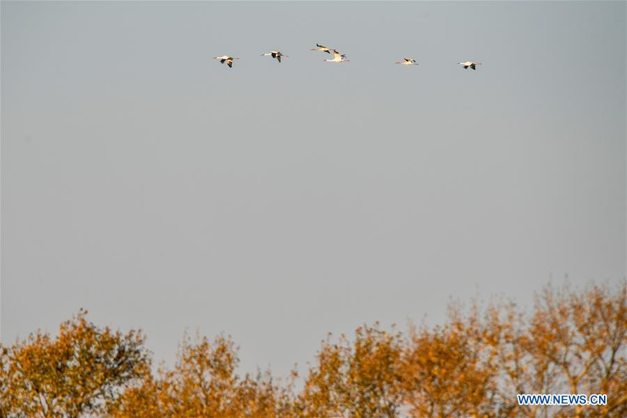 CHINA-JILIN-NATURE RESERVE-MIGRANT BIRDS (CN)