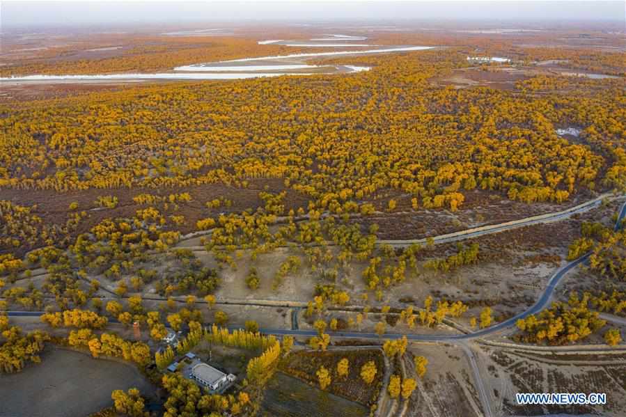 CHINA-XINJIANG-TARIM RIVER-DESERT POPLAR-AUTUMN SCENERY (CN)