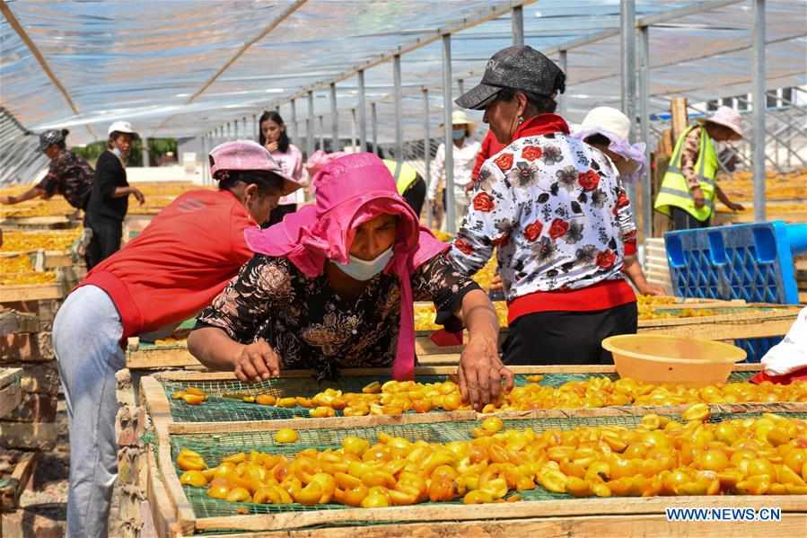 CHINA-XINJIANG-TIANSHAN MOUNTAINS-HARVEST (CN)