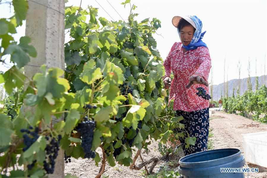 CHINA-XINJIANG-TIANSHAN MOUNTAINS-HARVEST (CN)