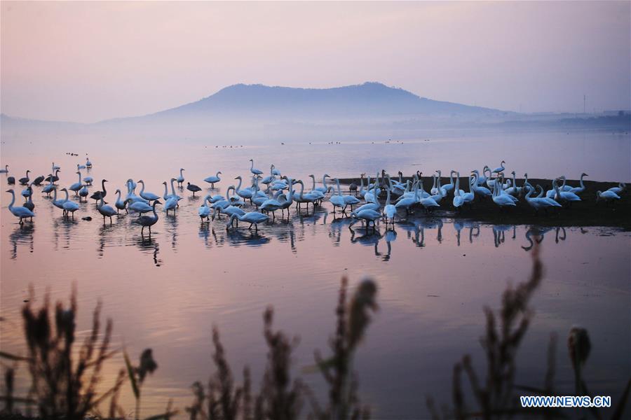 #CHINA-SHANDONG-RONGCHENG-SWAN(CN)