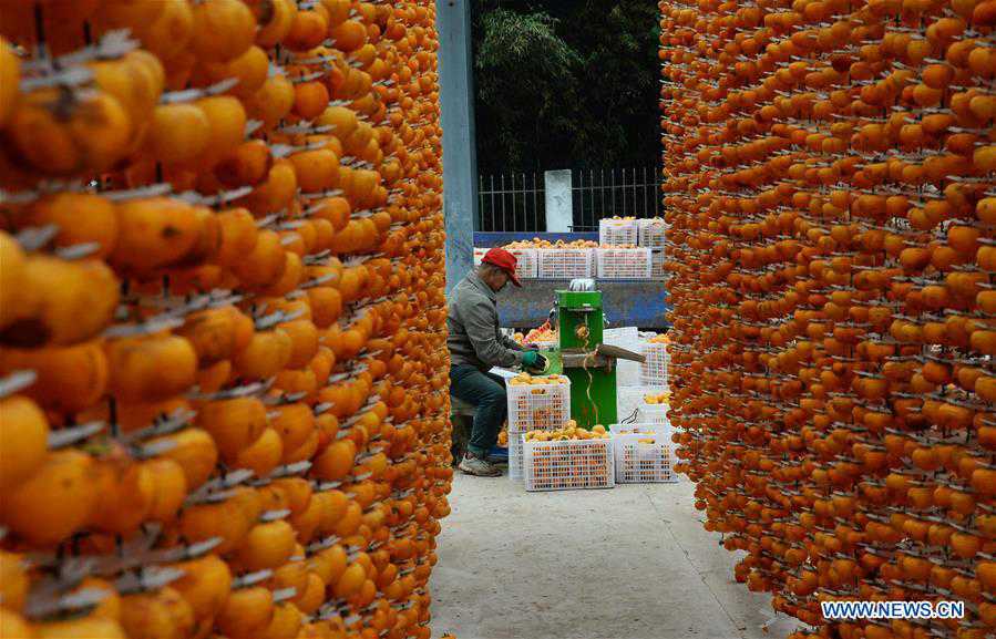 CHINA-SHANXI-PINGLU-PERSIMMON-HARVEST (CN)