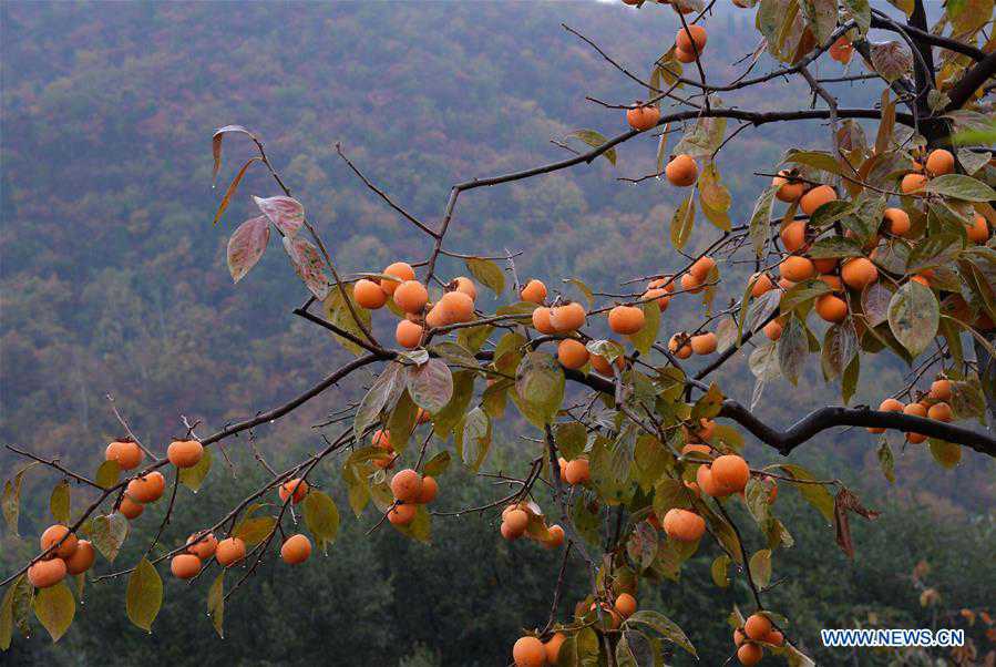 CHINA-SHANXI-PINGLU-PERSIMMON-HARVEST (CN)