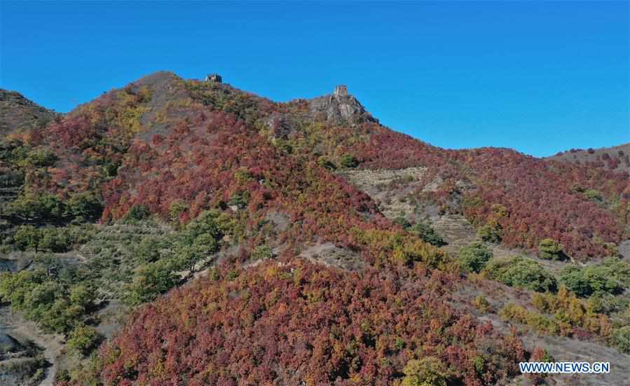 CHINA-HEBEI-BANCHANGYU GREAT WALL-AUTUMN SCENERY (CN)