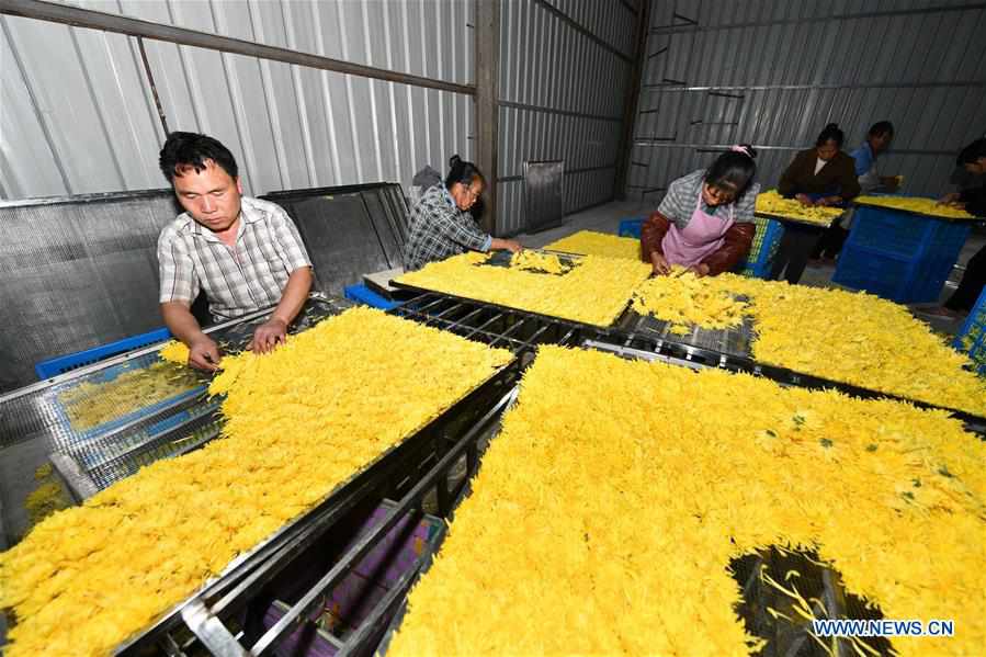 CHINA-GUIZHOU-LONGLI-CHRYSANTHEMUM-POVERTY ALLEVIATION (CN)