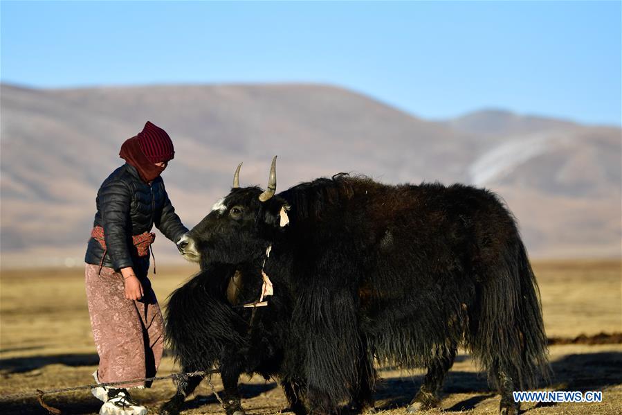 CHINA-QINGHAI-JIATANG GRASSLAND-HUSBANDRY (CN)