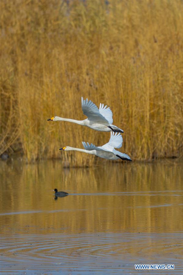 CHINA-INNER MONGOLIA-SWAN (CN)