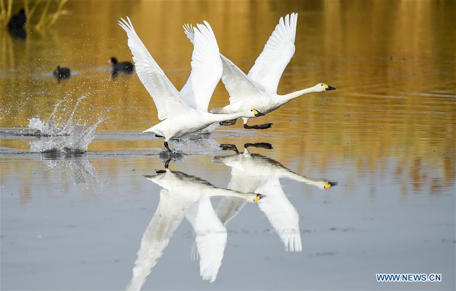 CHINA-INNER MONGOLIA-SWAN (CN)