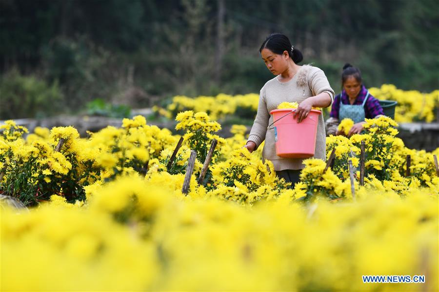 CHINA-GUIZHOU-LONGLI-CHRYSANTHEMUM-POVERTY ALLEVIATION (CN)